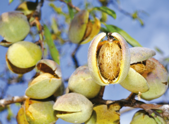 Almendrave en la Revista Alimentaria. núm 505